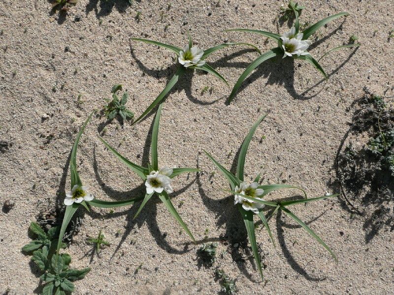 Colchicum psammophilum habit