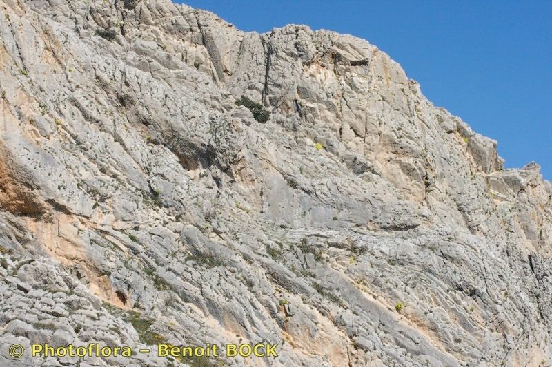 Biscutella frutescens bark