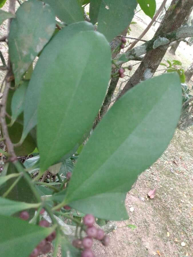 Cordia taguahyensis leaf