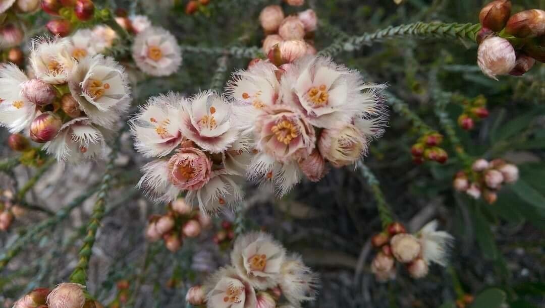 Verticordia ovalifolia — related species from the same genus