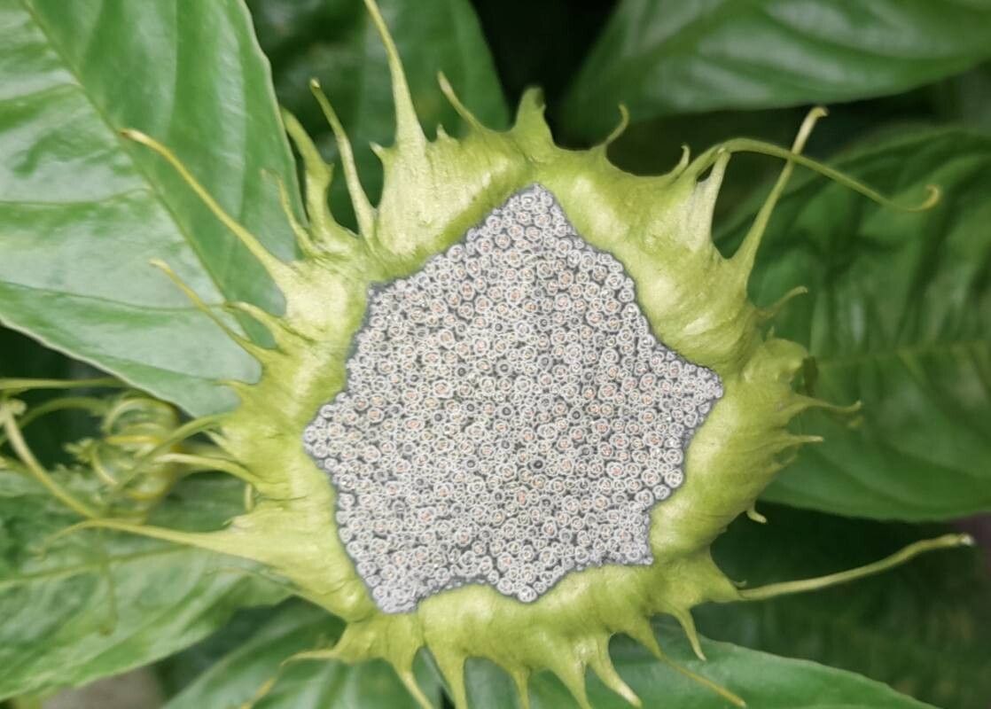 Dorstenia turnerifolia flower