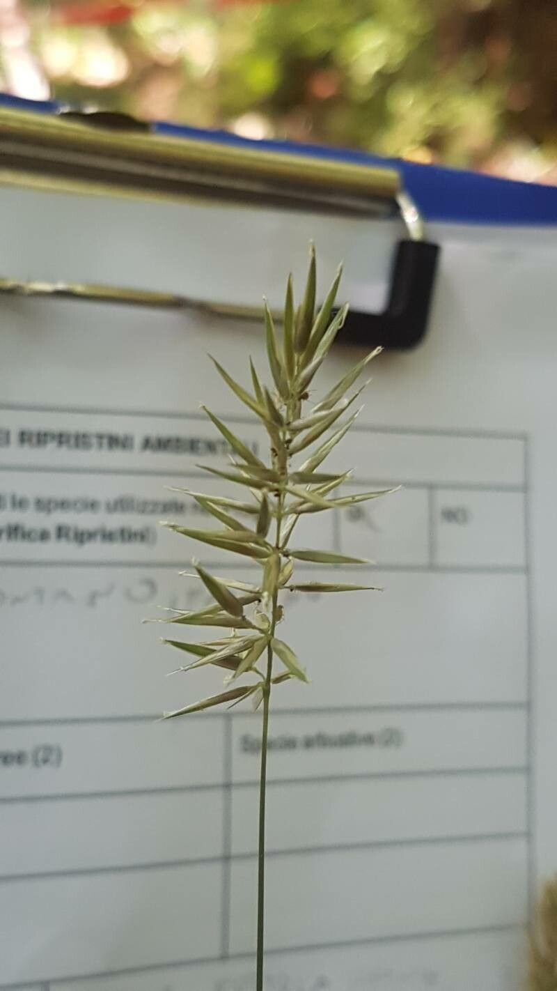 Anthoxanthum aristatum fruit