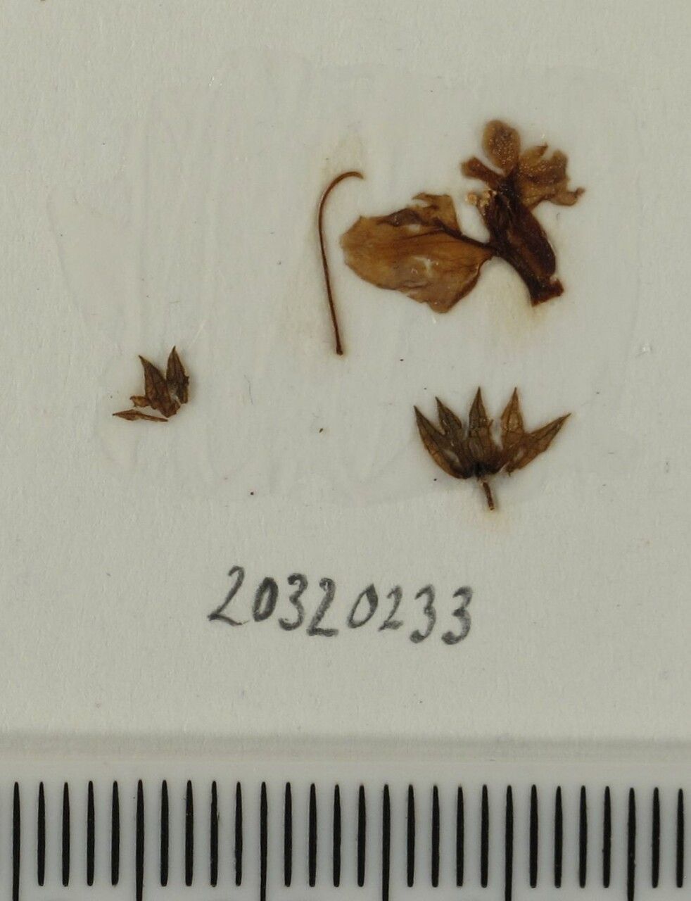 Isodon namikawanus other