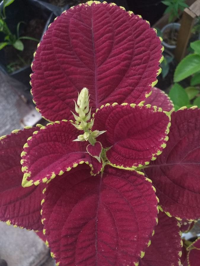 Solenostemon scutellarioides flower