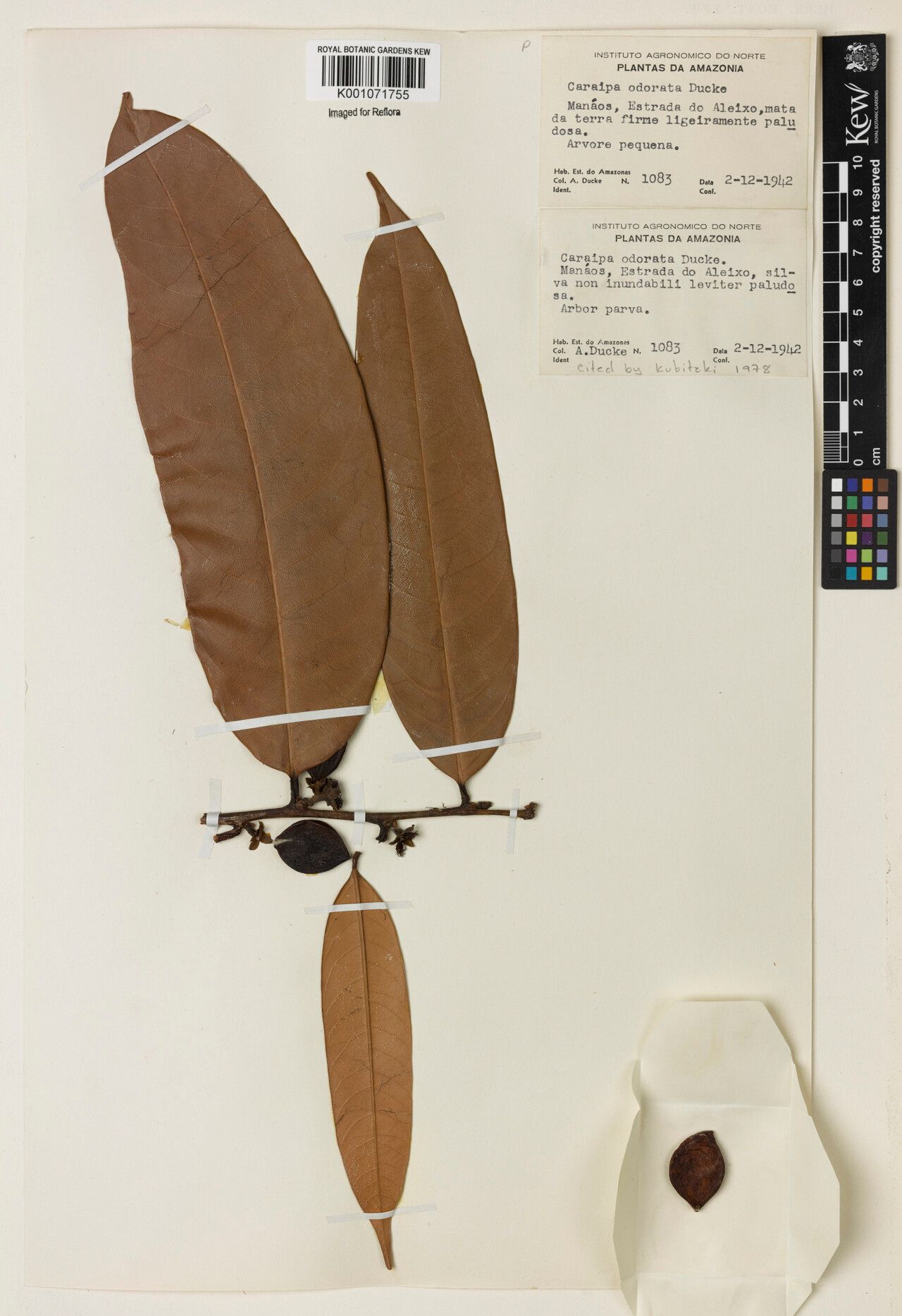 Caraipa odorata fruit