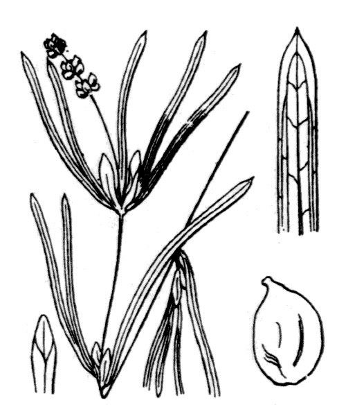 Potamogeton friesii other