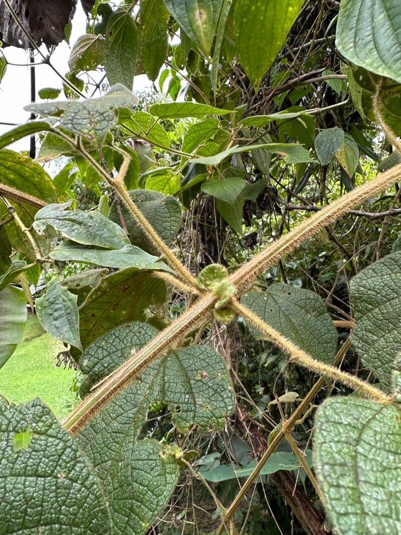 Amphilophium pannosum leaf