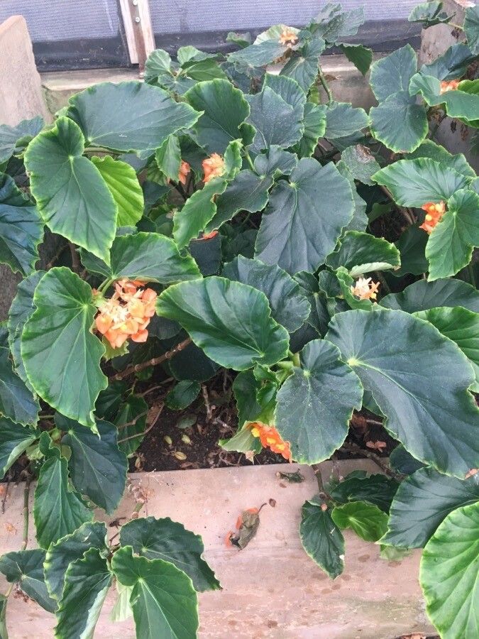 Begonia dichroa habit