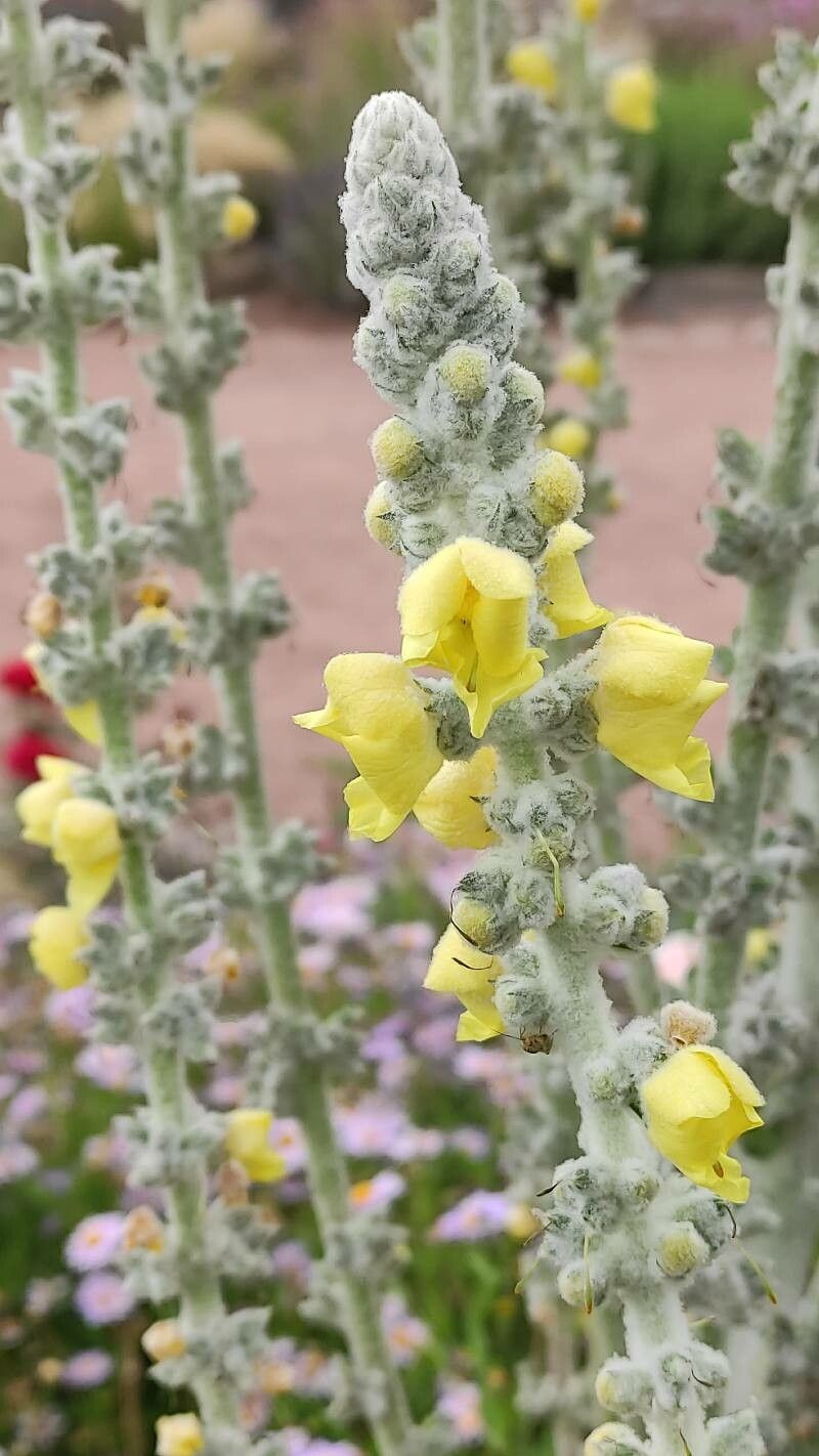 Verbascum bombyciferum flower