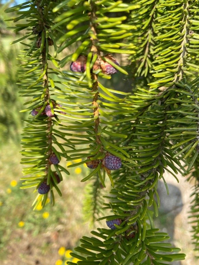 Abies balsamea flower