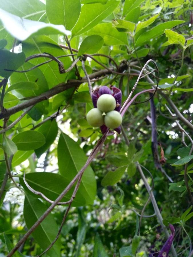 Tropaeolum pentaphyllum fruit