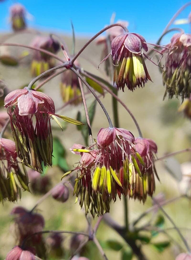 Thalictrum decipiens flower