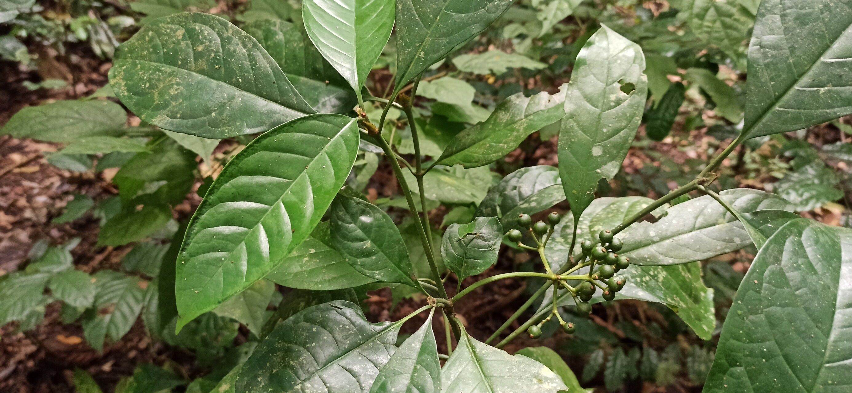 Psychotria aurantiiflora — houseplant care guide