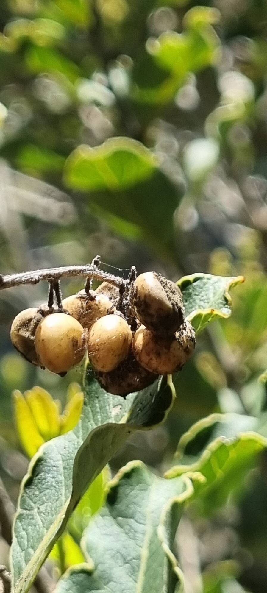 Lithraea caustica fruit