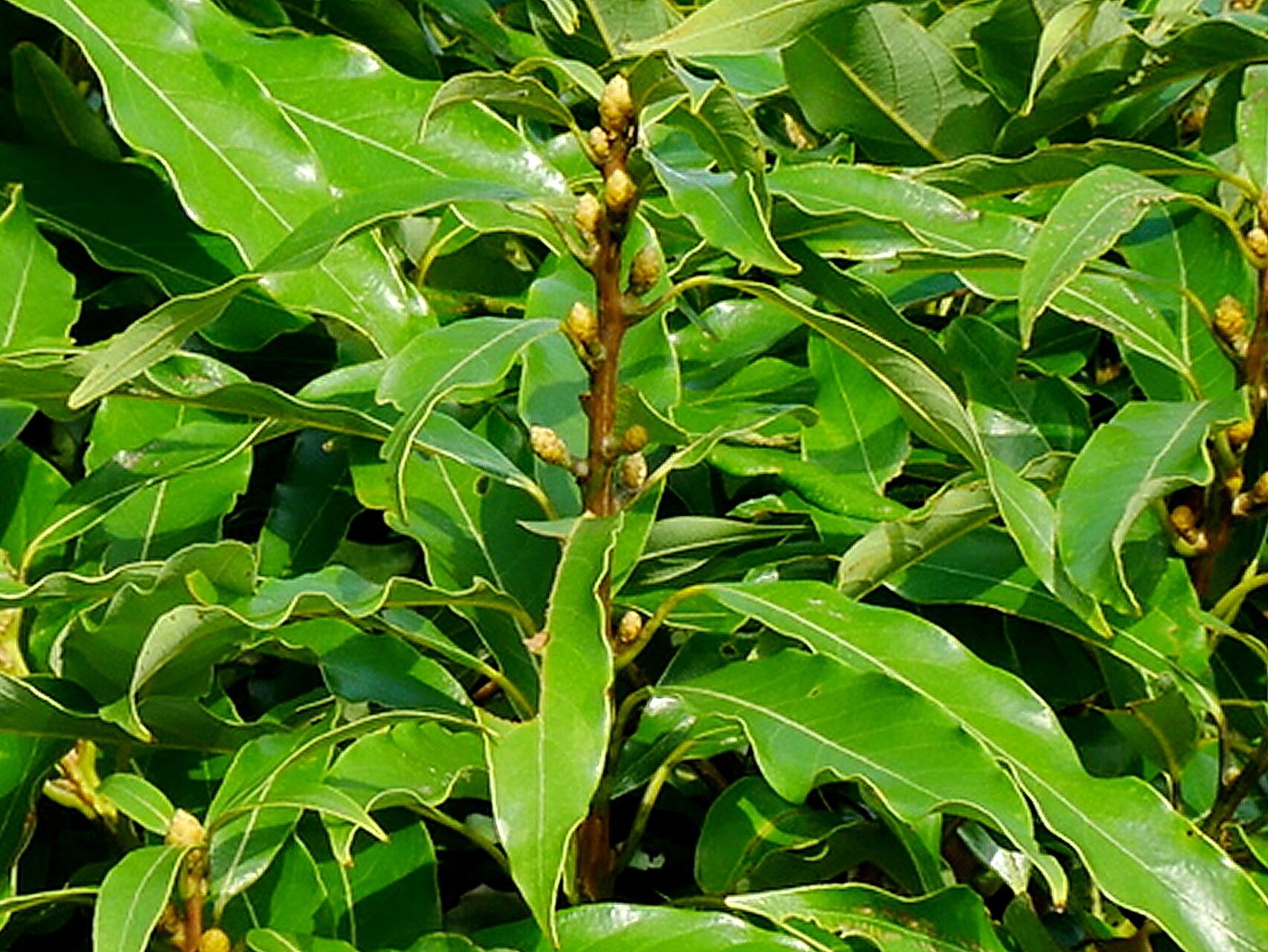 Actinodaphne acuminata — houseplant care guide