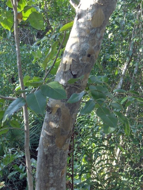 Piscidia piscipula bark