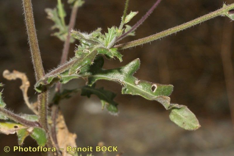 Biscutella lamottei other