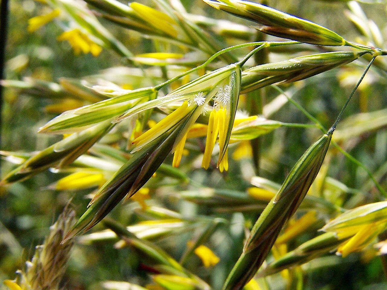 Bromopsis erecta flower
