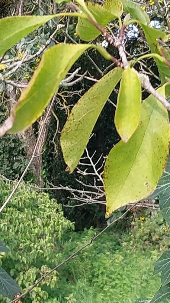 Magnolia × loebneri leaf