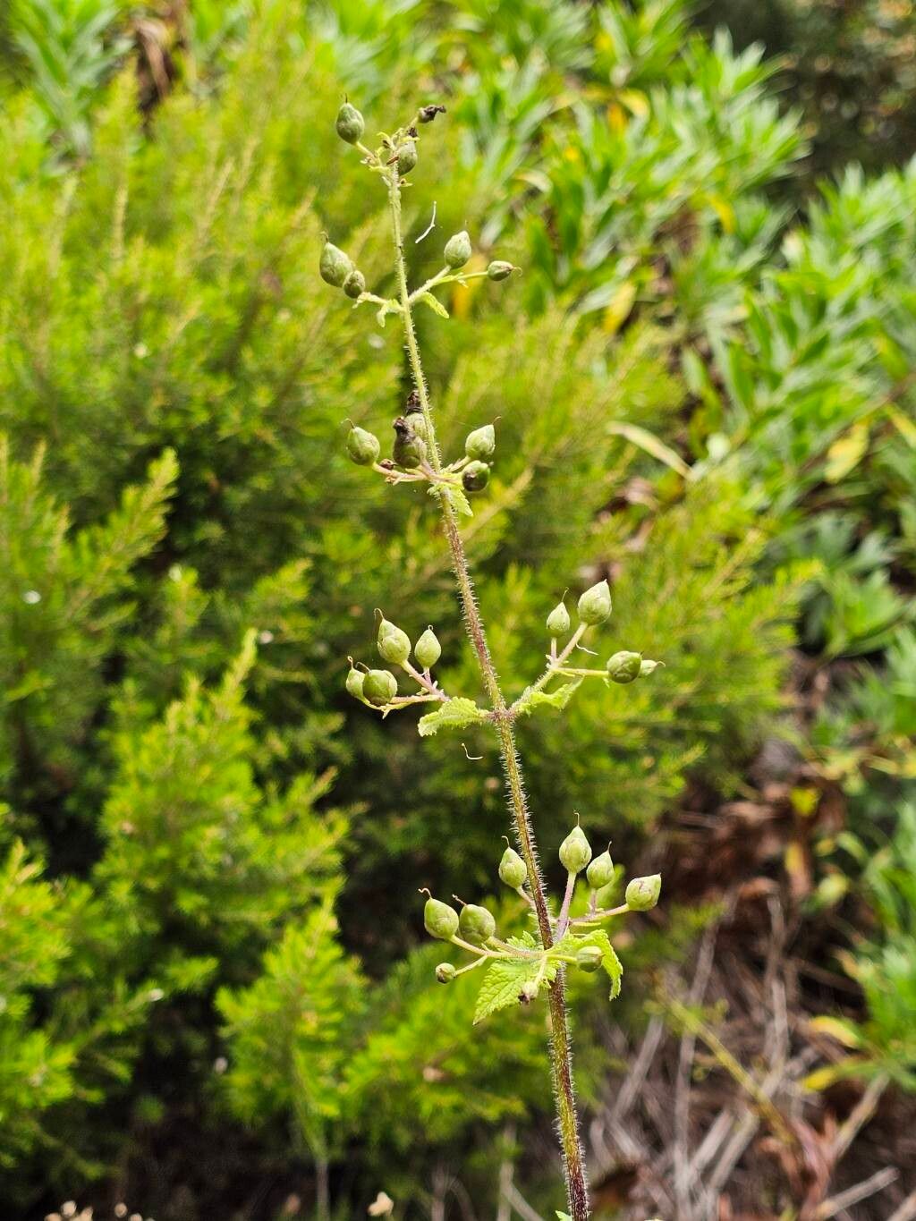 Scrophularia hirta fruit