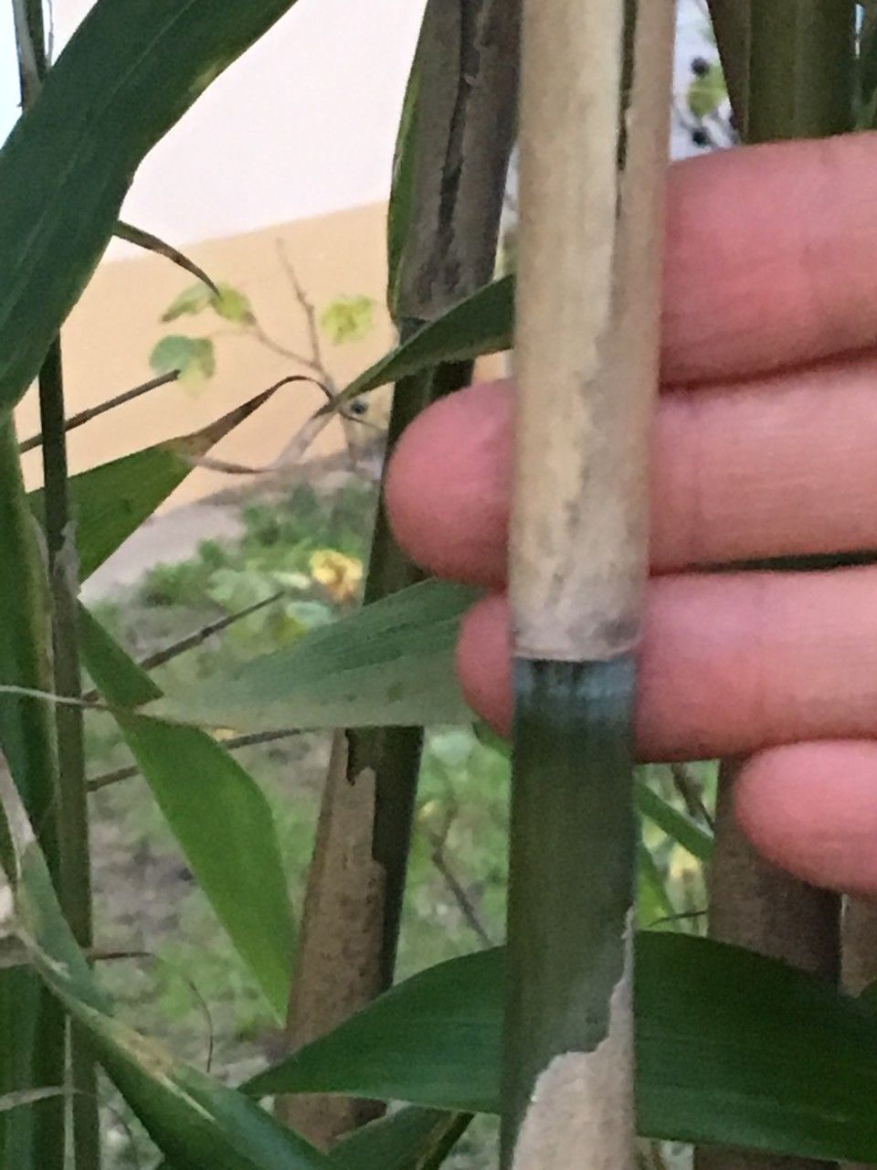 Pseudosasa japonica bark