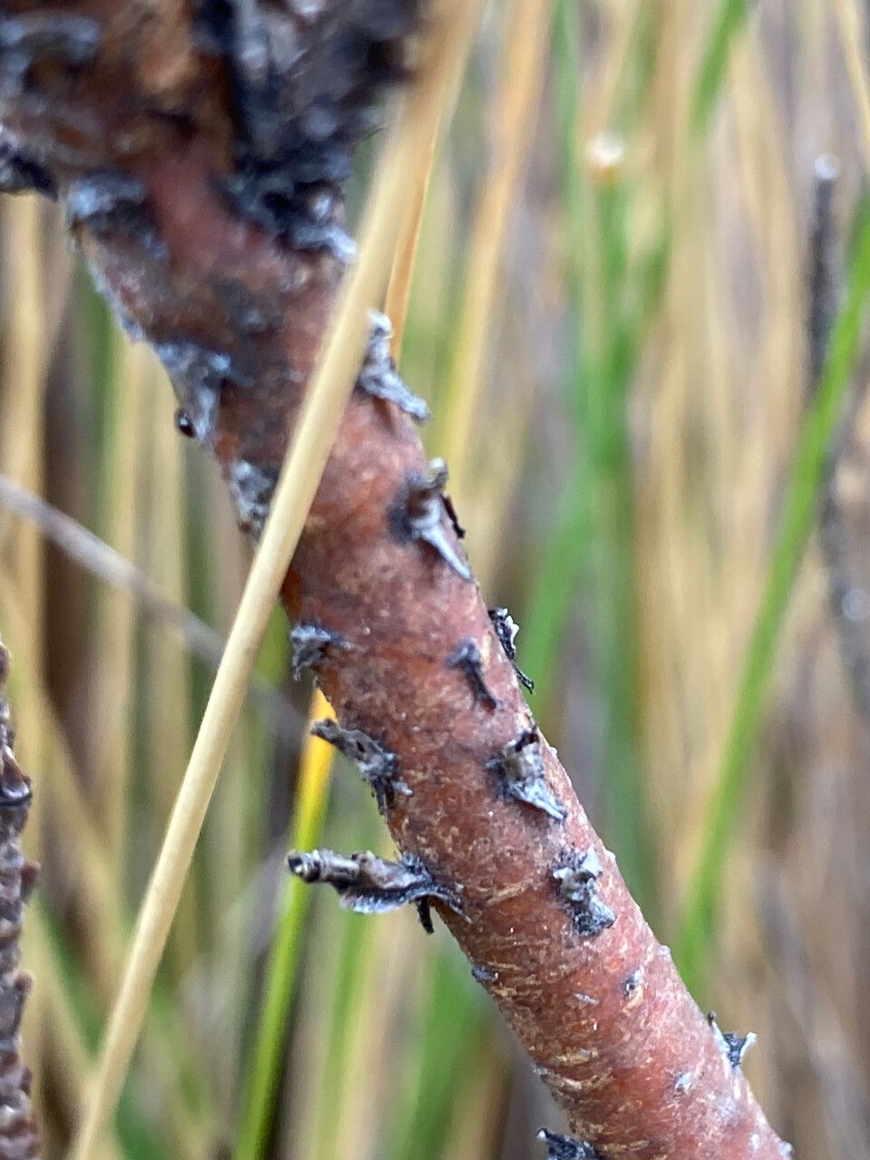 Hypericum lancioides bark