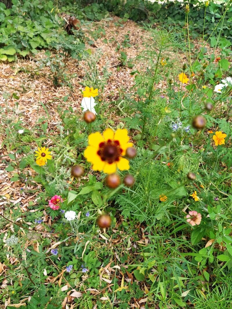 Coreopsis basalis flower