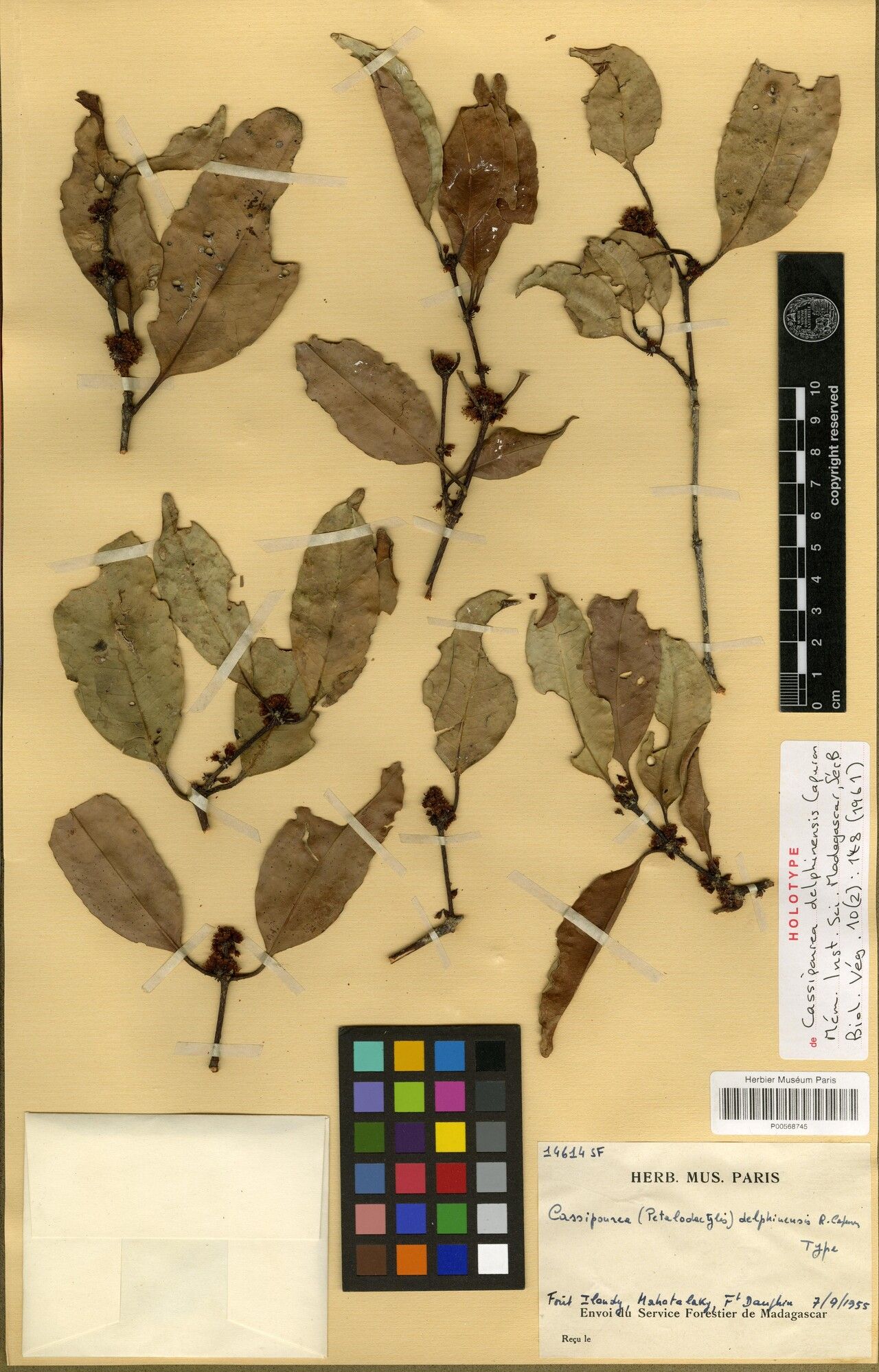 Cassipourea delphinensis — search result for 'Cassipourea'