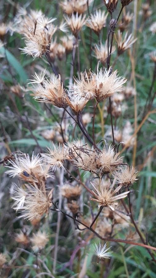 Serratula tinctoria fruit