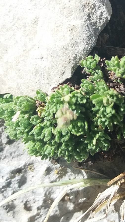 Androsace alpina — related species from the same genus