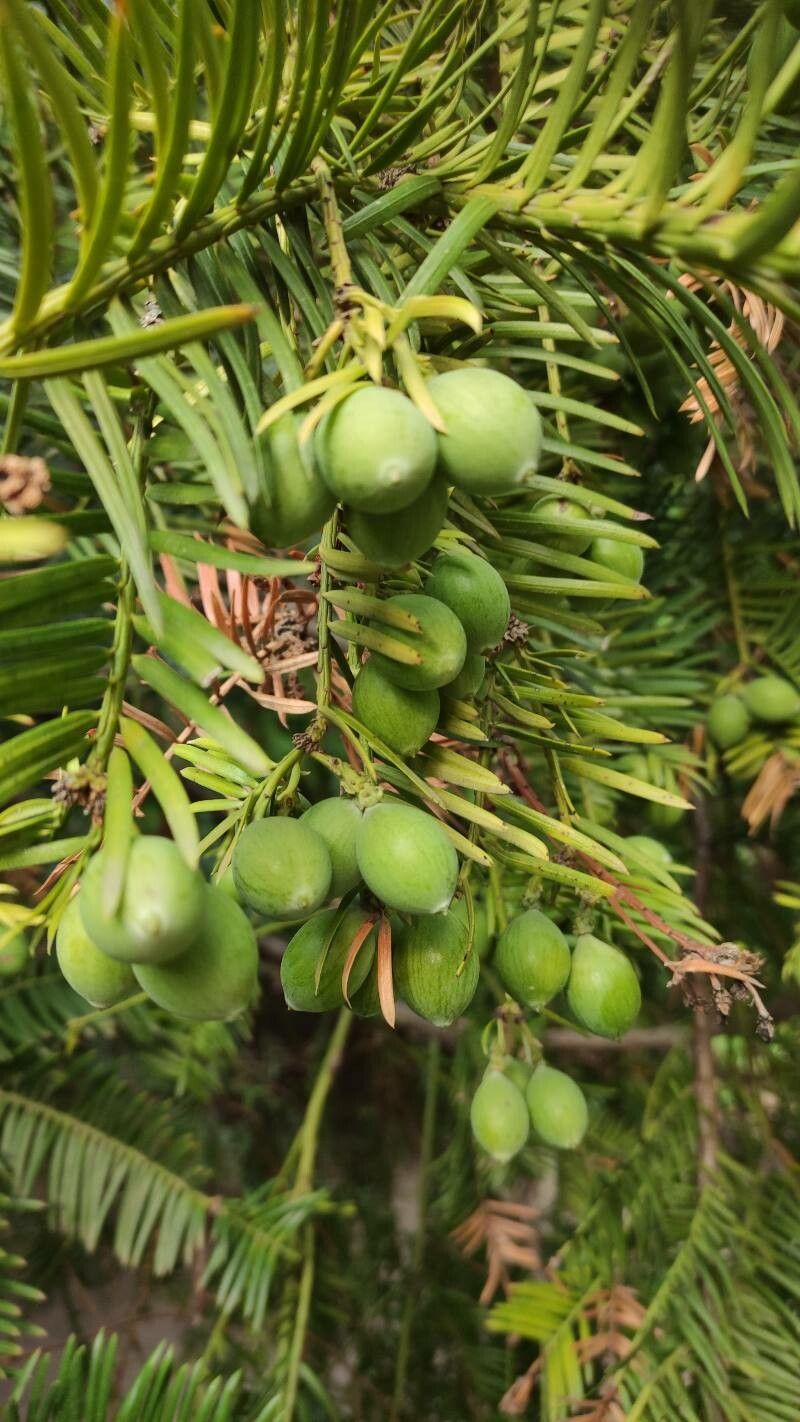 Cephalotaxus harringtonii fruit
