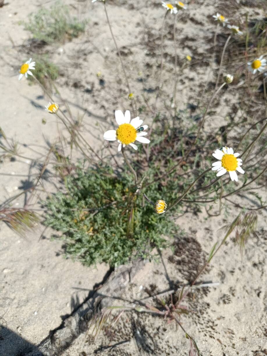 Anthemis regis-borisii flower