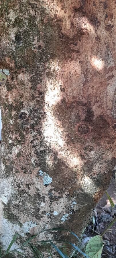 Ficus auriculata bark