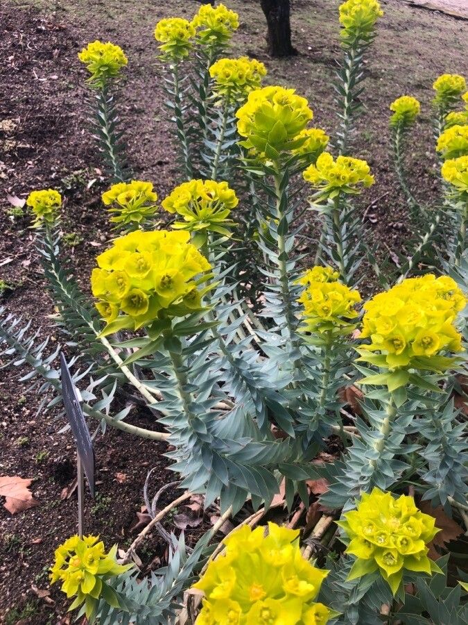 Euphorbia rigida — search result for 'Euphorbia'