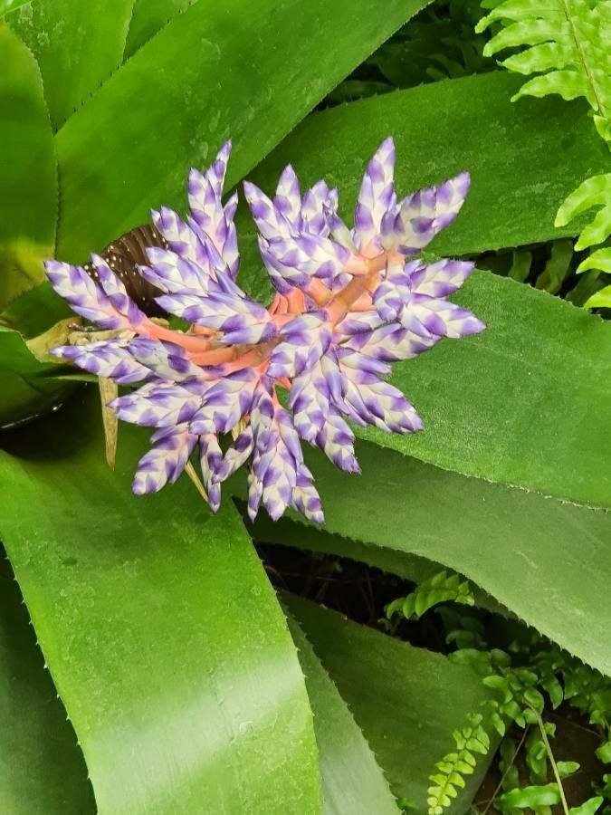 Aechmea fendleri flower