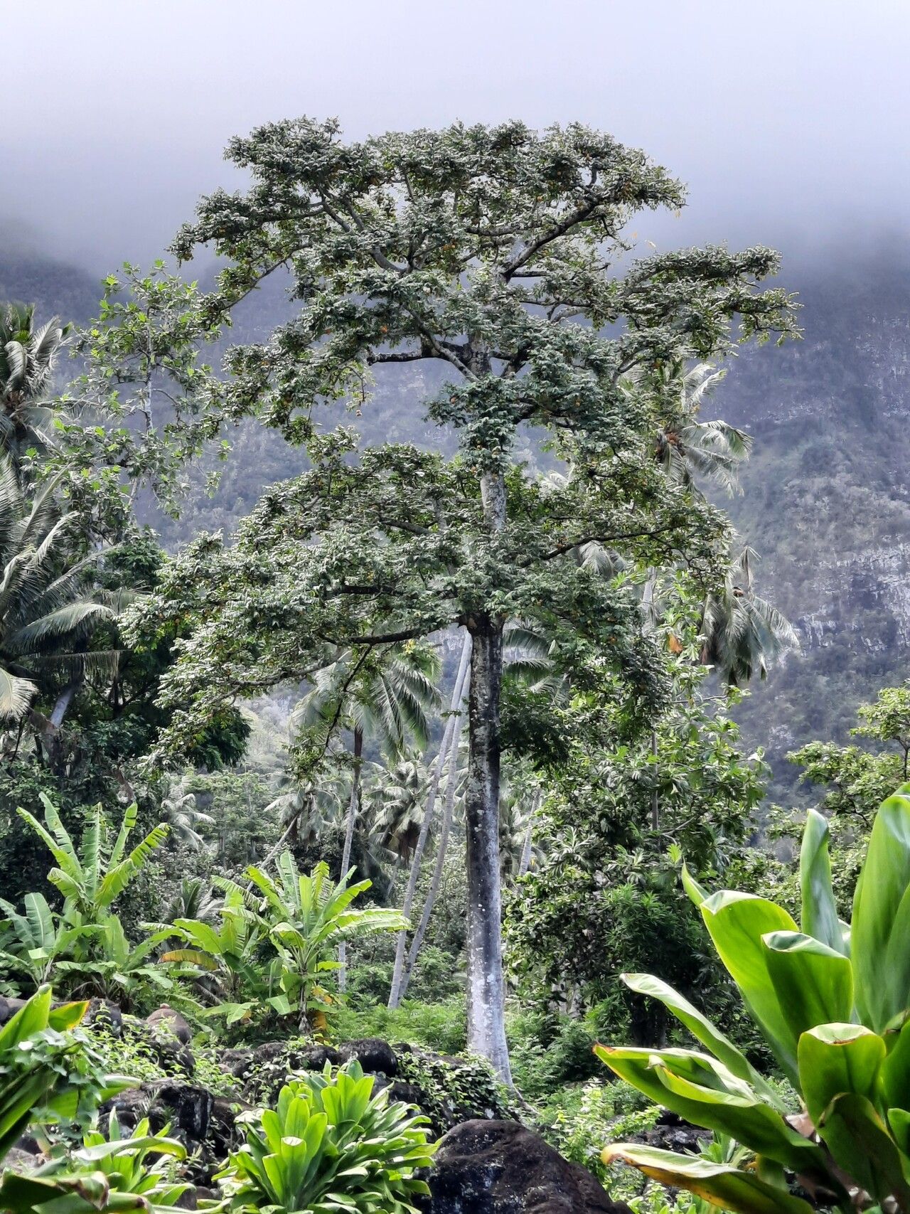 Spondias dulcis — search result for 'Anacardiaceae'