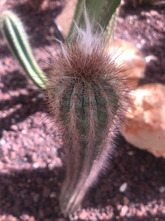 Pilosocereus royenii — search result for 'Pilosocereus'