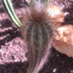 Pilosocereus royenii