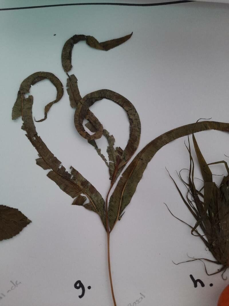 Oleandra costaricensis — related species from the same genus