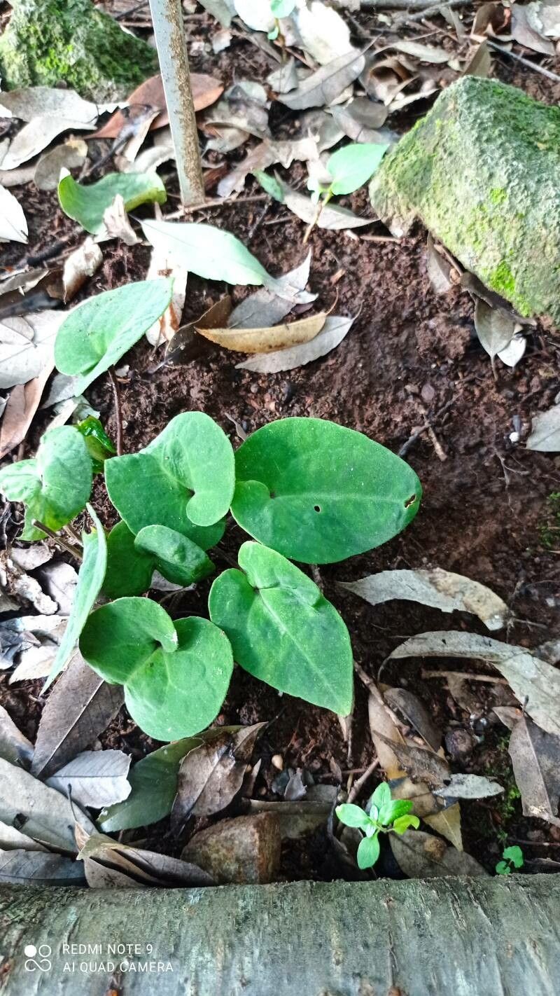 Asarum lutchuense — search result for 'Asarum'