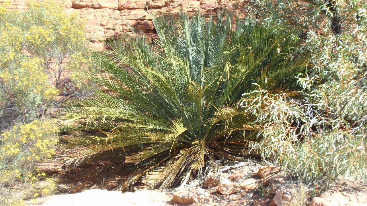 Macrozamia macdonnellii habit