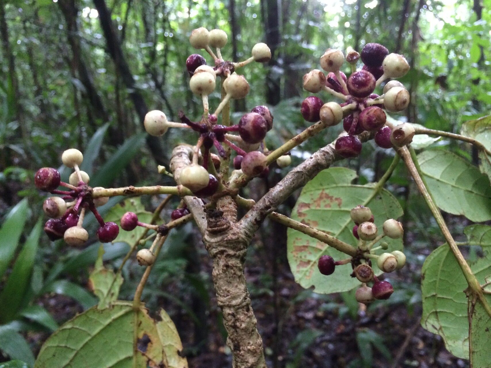 Dendropanax globosus fruit