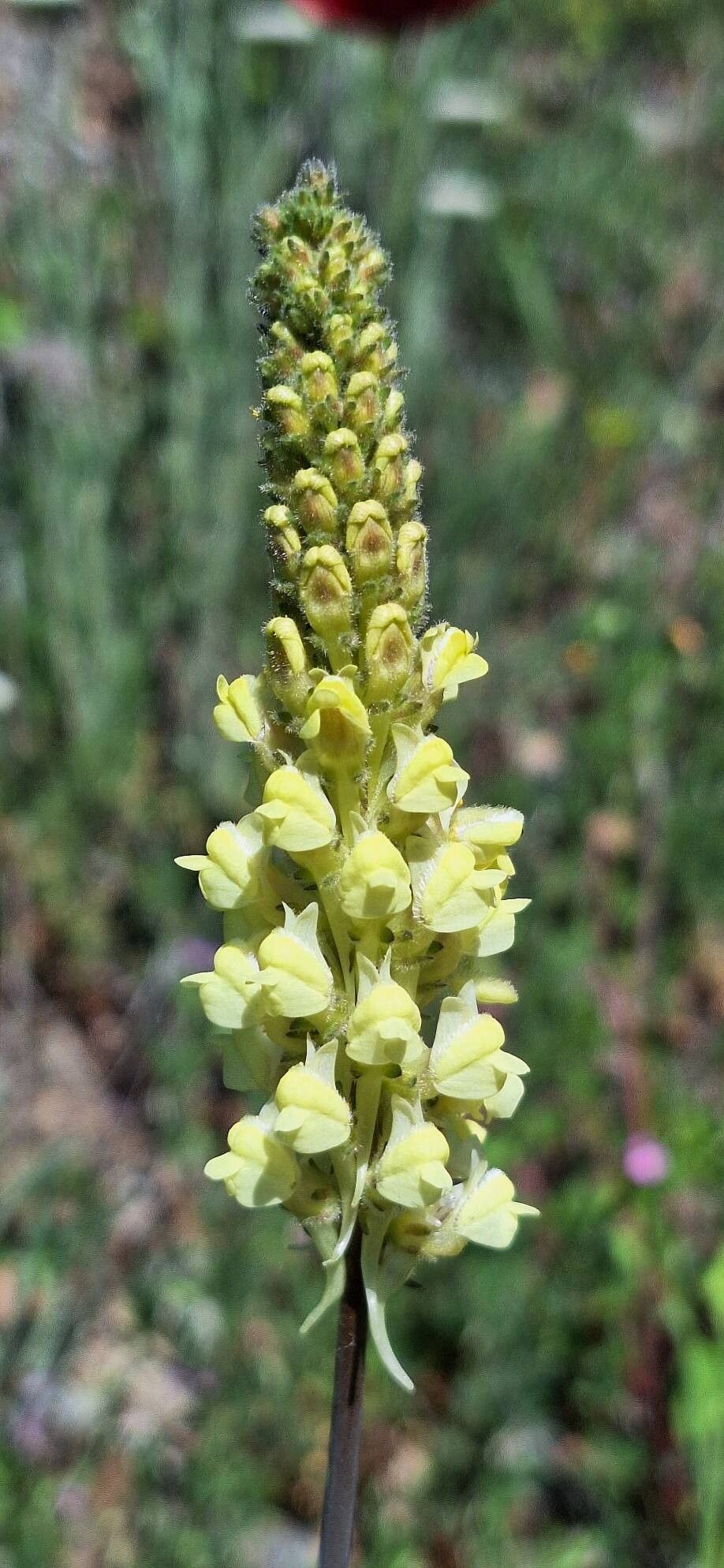 Linaria peloponnesiaca flower