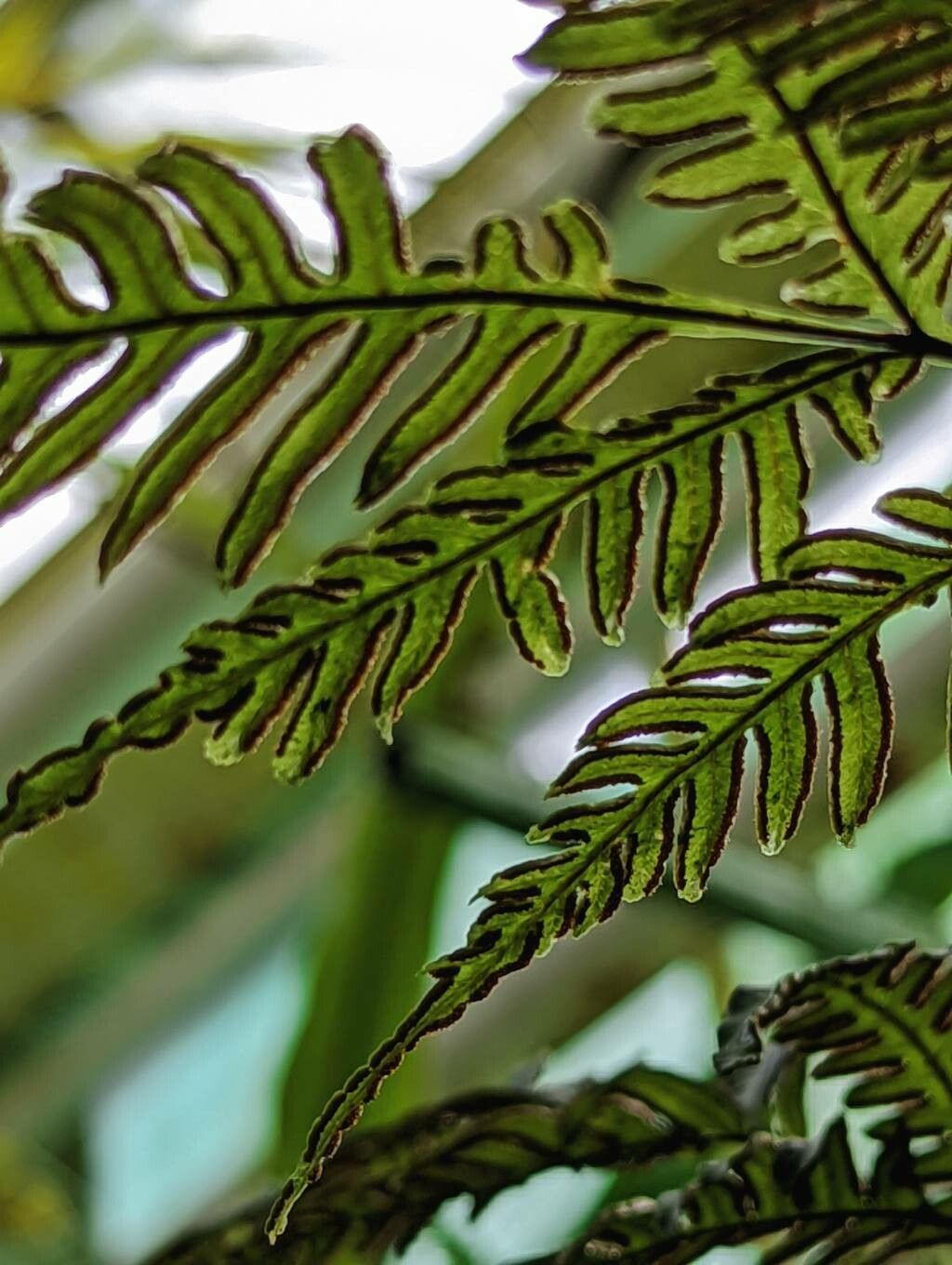 Pteris grevilleana fruit