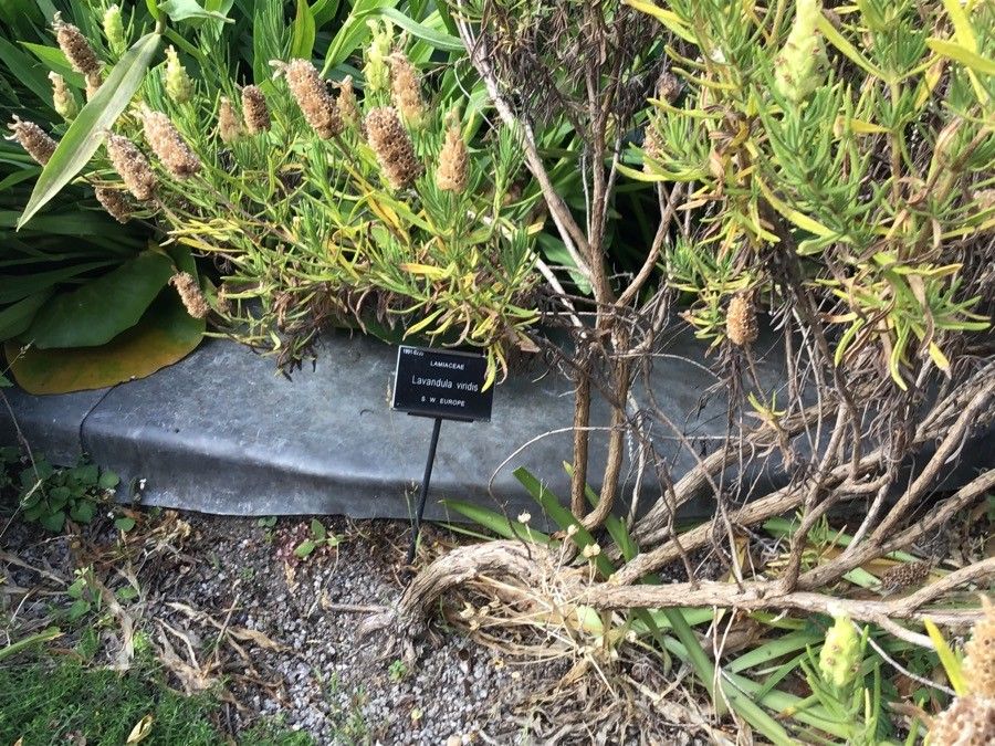 Lavandula viridis — search result for 'Lavandula'