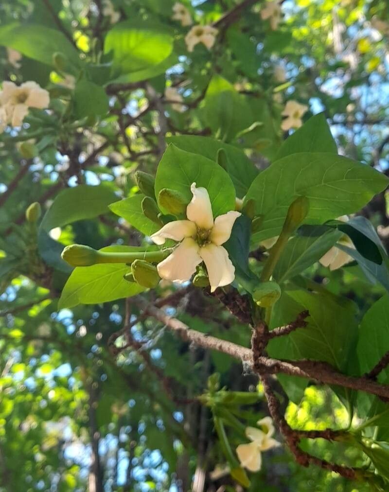 Randia echinocarpa flower