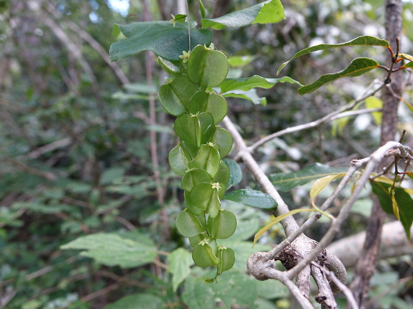 Dioscorea bemarivensis — houseplant care guide