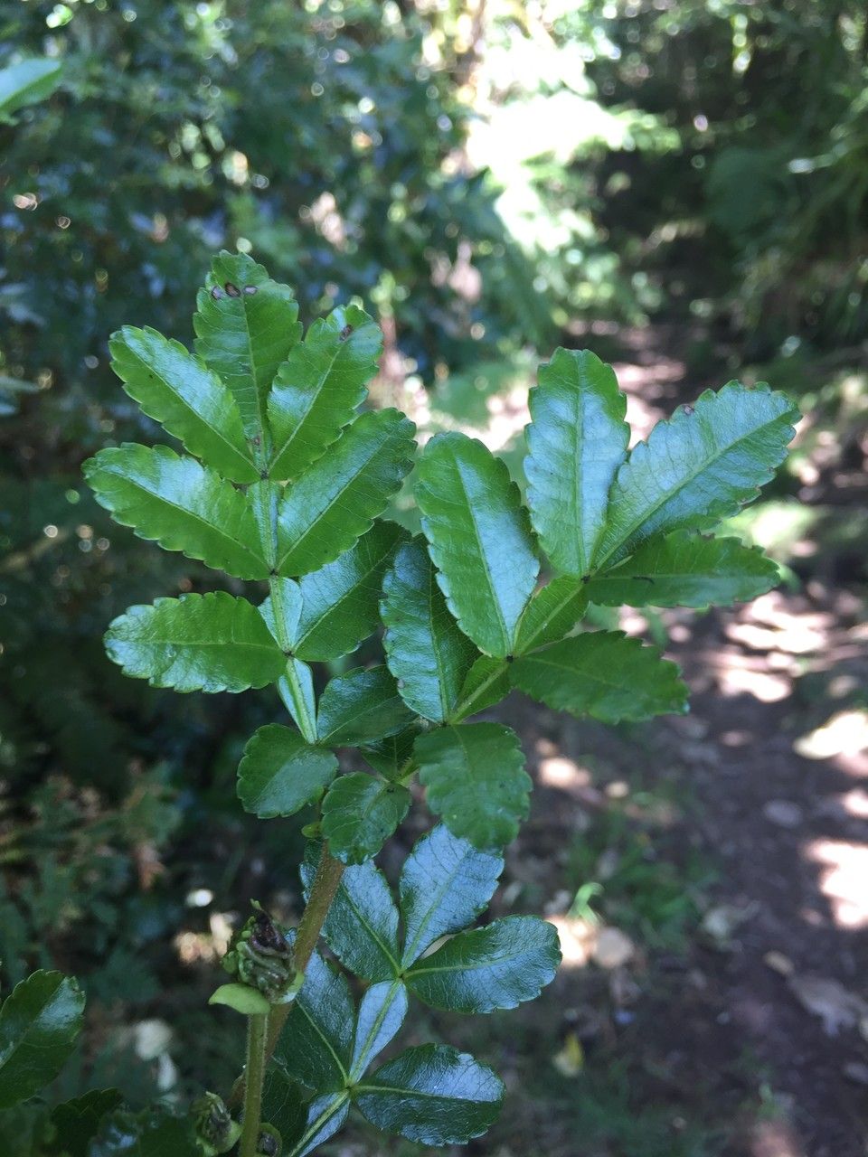 Weinmannia macrostachya — houseplant care guide