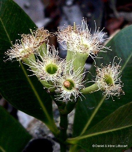 Syzygium koniamboense fruit