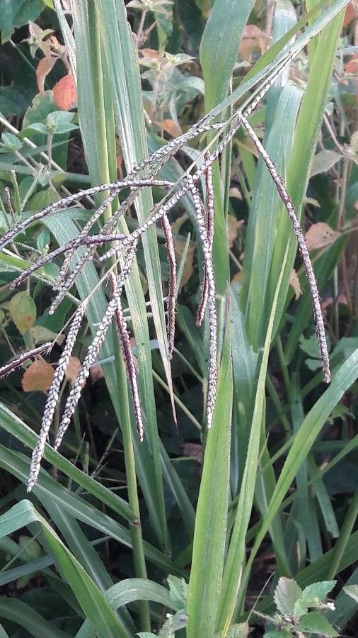 Paspalum virgatum — search result for 'Paspalum'